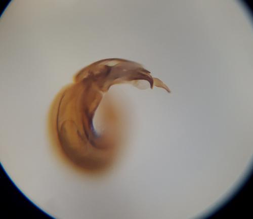Psallus rufomaculosus